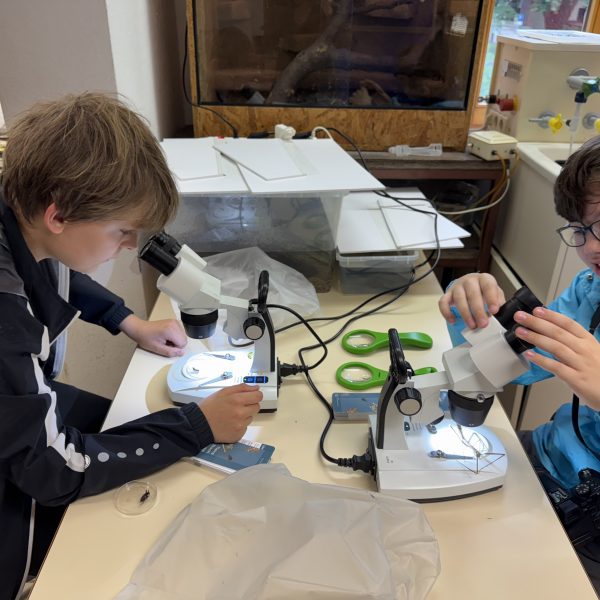 Kleine Krabbler ganz groß – Insek­ten­ex­kur­sion der 6. Klassen nach Hobbach