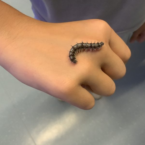 Raupen als neue “Mitschüler” an der RSB